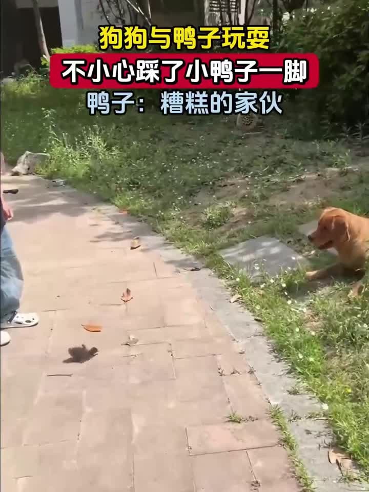 狗狗与鸭子玩耍，不小心踩了小鸭子一脚，鸭子：糟糕的家伙_p278