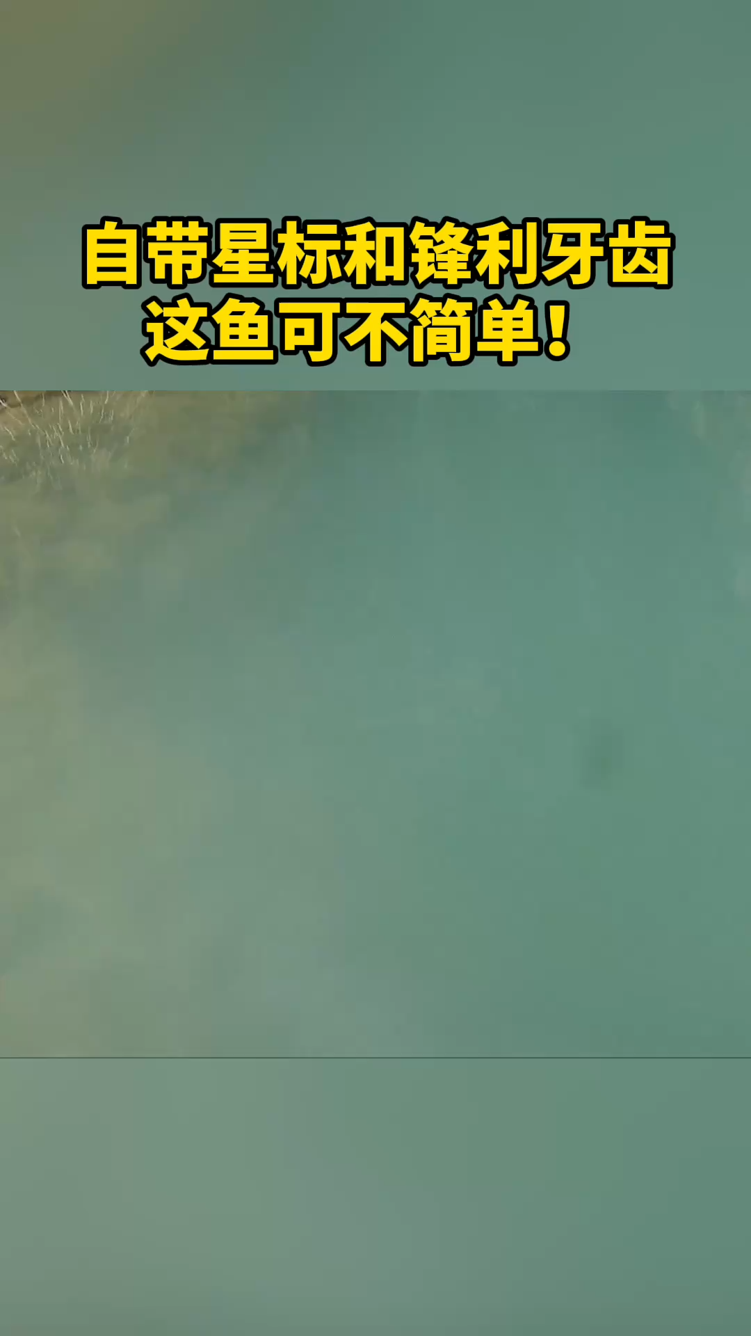 自带星标和锋利牙齿 这鱼可不简单！