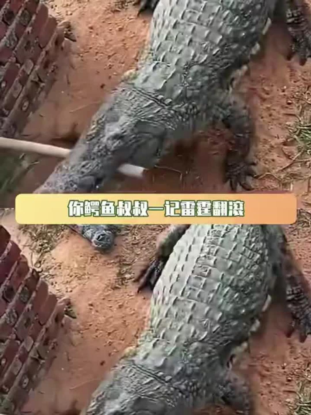 鳄叔雷霆翻滚两亿年，地球Online上演震撼进化史！