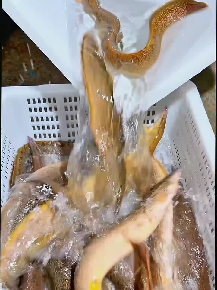 遵义这种 “刀形鱼” 太少见！长得像泥鳅又像刀，见过的人都不多