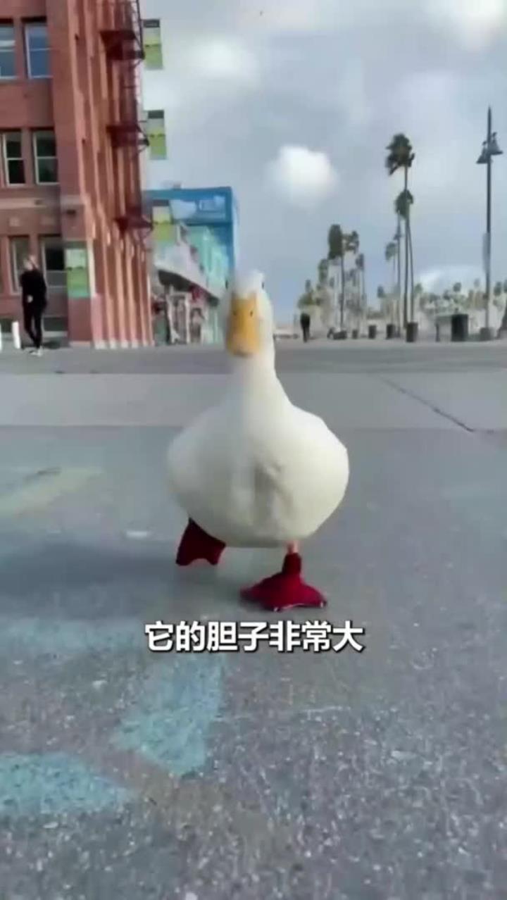 可爱鸭子大摇大摆逛街