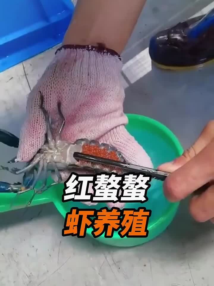 红螯螯虾养殖