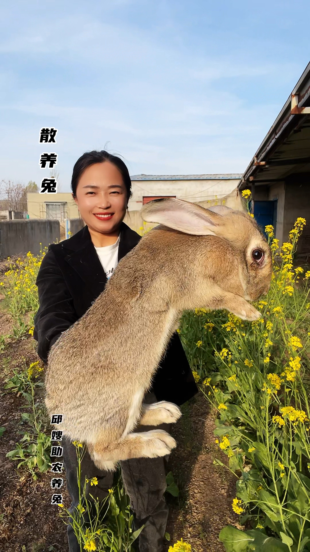 散养比利时肉兔养殖