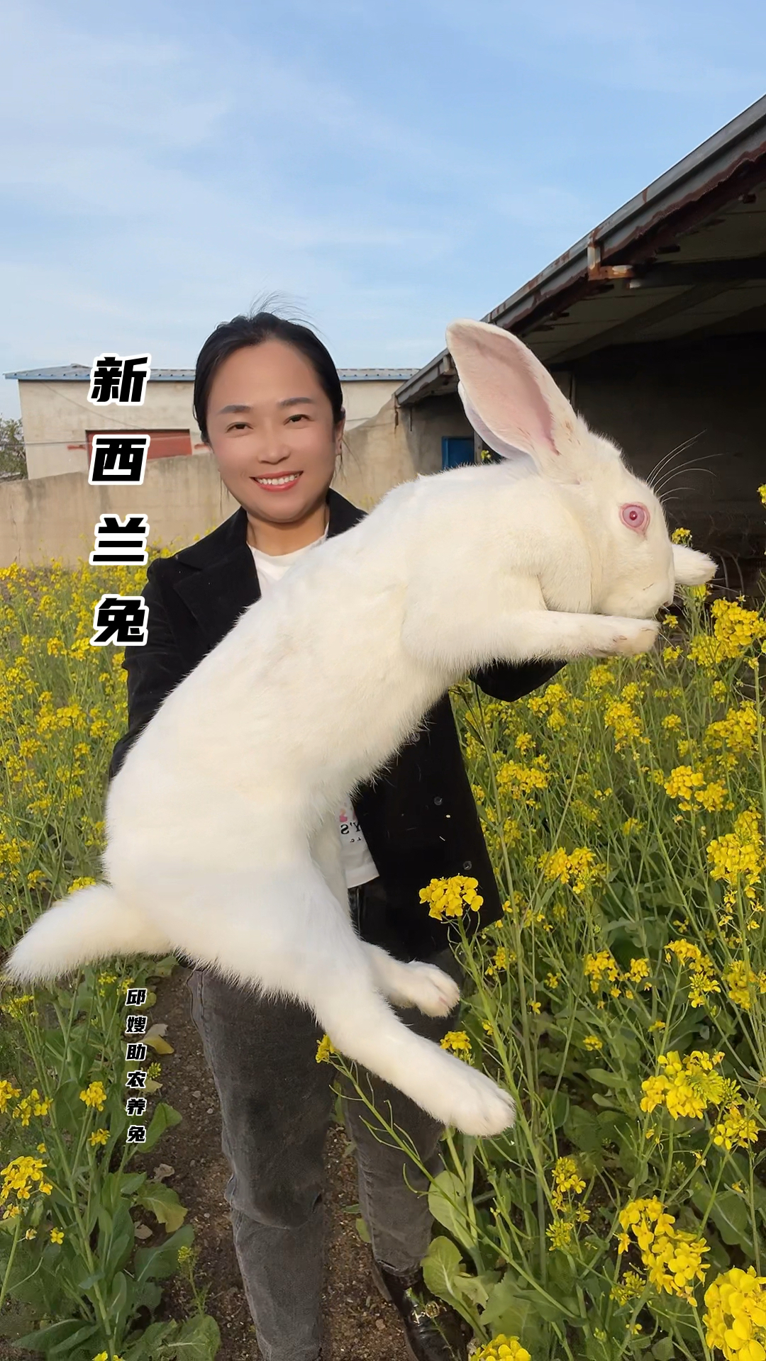 肉兔养殖新西兰大白兔