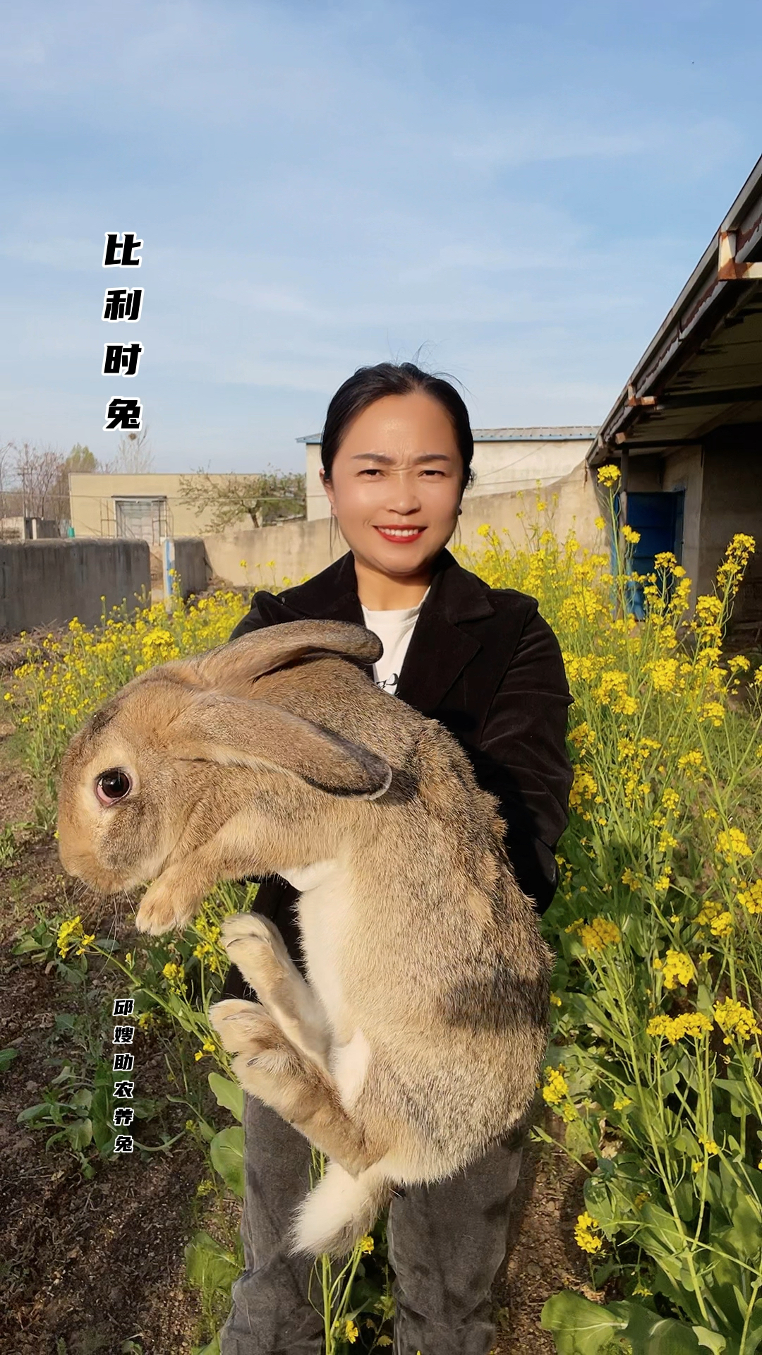 适合散养的兔子比利时兔