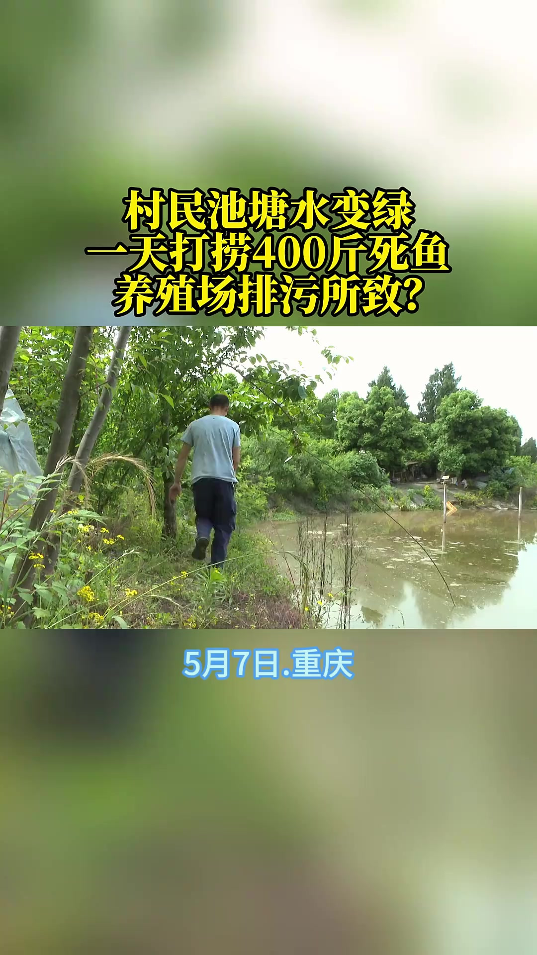 养殖场排污导致池塘污染出现死鱼?媒体精选计划 最近,铜梁区土桥镇的村民向630反映,他家鱼