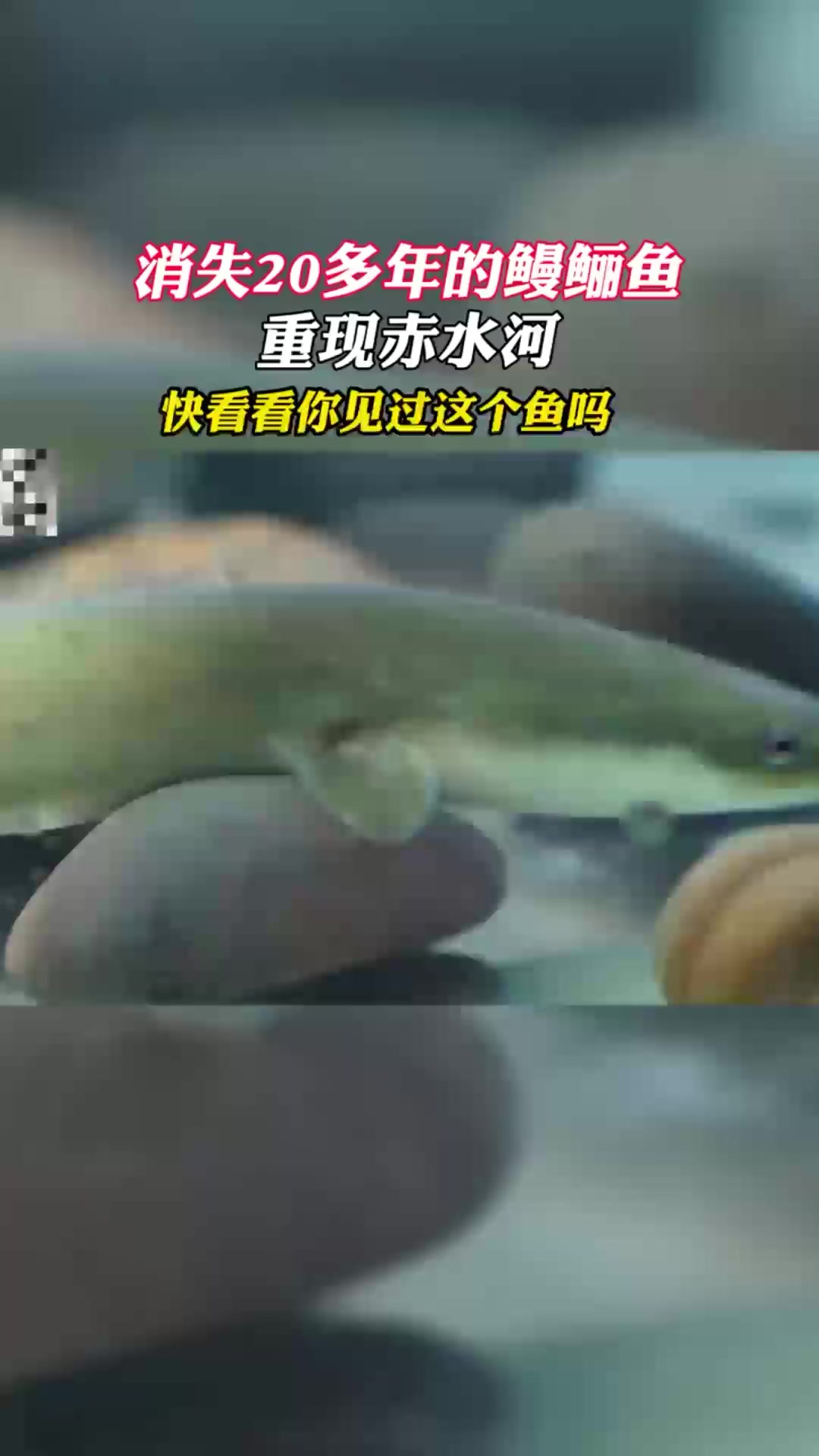 消失20多年的鳗鲡鱼重现赤水河,快看看你见过这个鱼没有