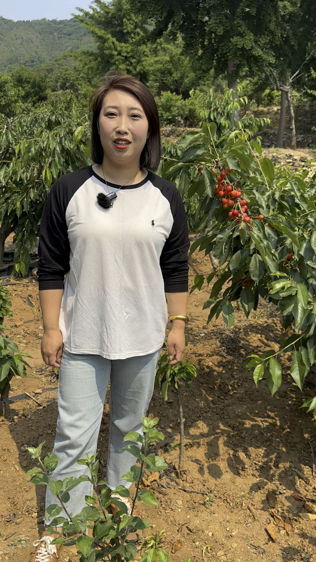 早熟黄品种玲珑大樱桃结果表现,秋季出圃树苗