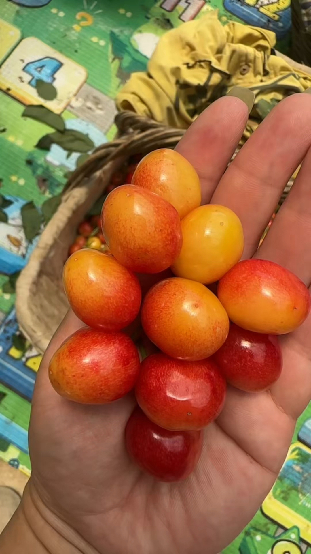 大樱桃黄果最甜品种