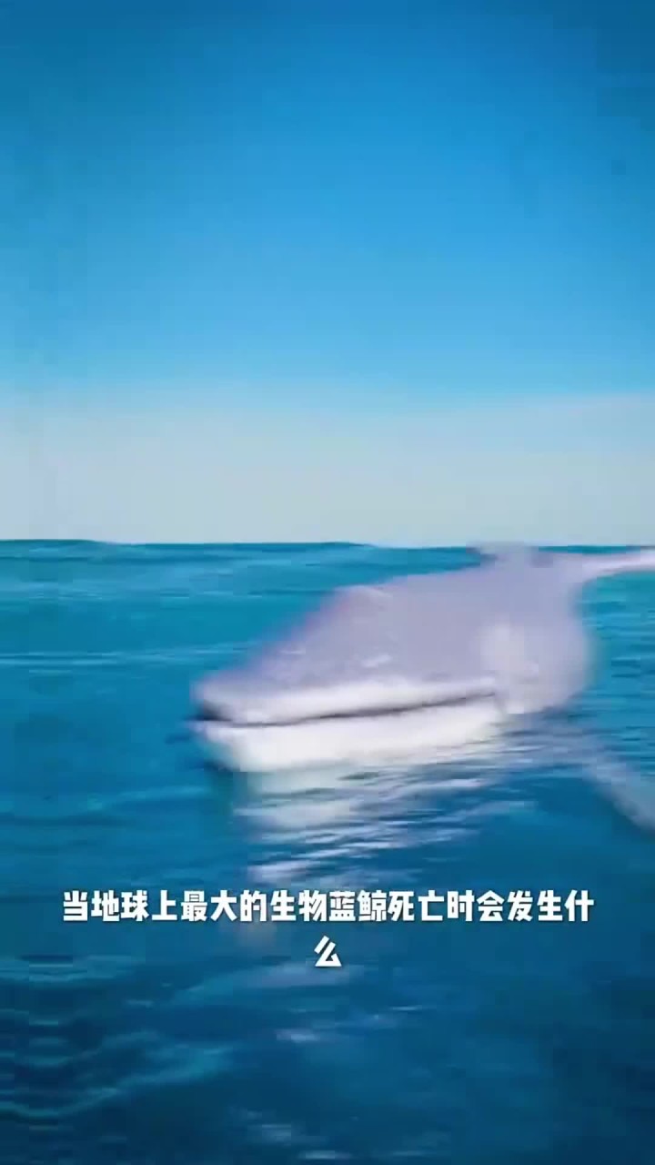 当世界上最大的鲸鱼死亡