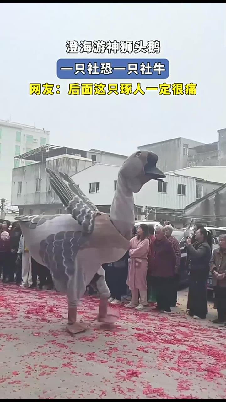 澄海游神狮头鹅,一只社恐一只社牛,网友:后面这只琢人一定很痛