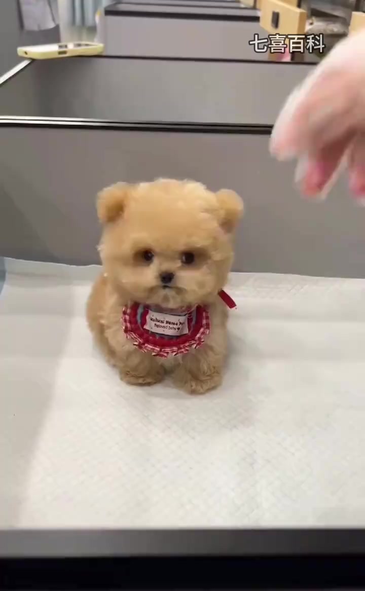 两分钟带你看完25种小型犬，你都喜欢哪种？