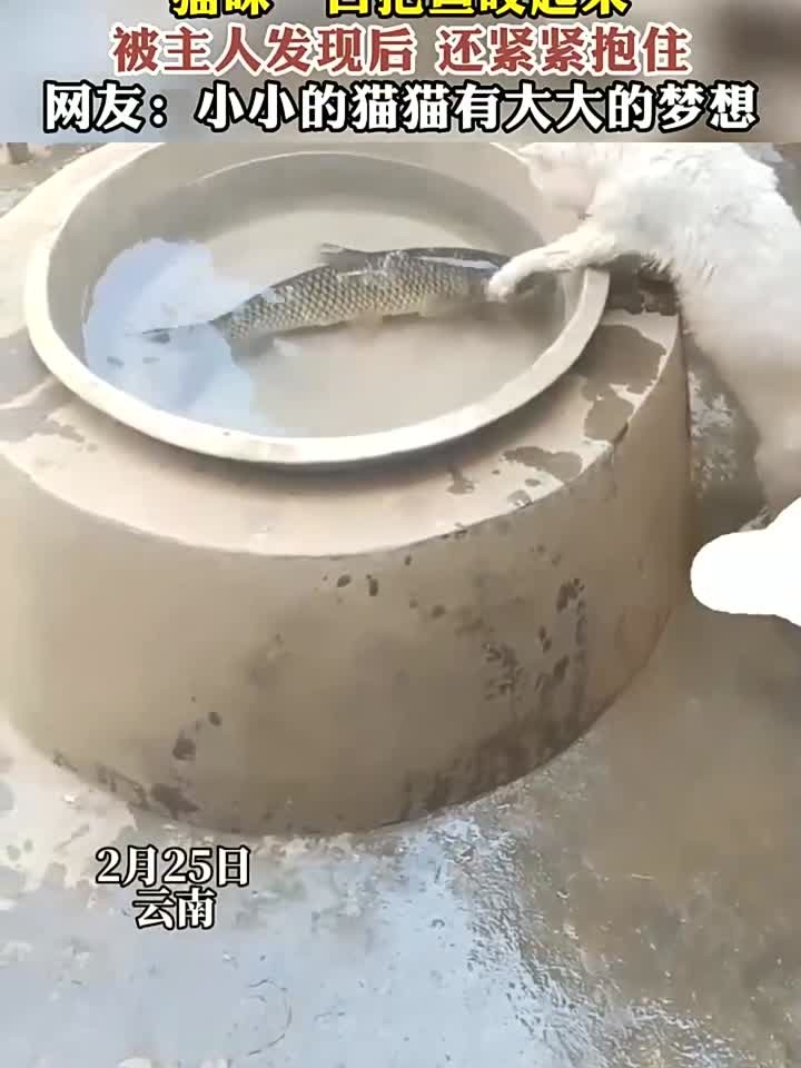 猫咪一口把鱼咬起来被主人发现后 还紧紧抱住 (1)