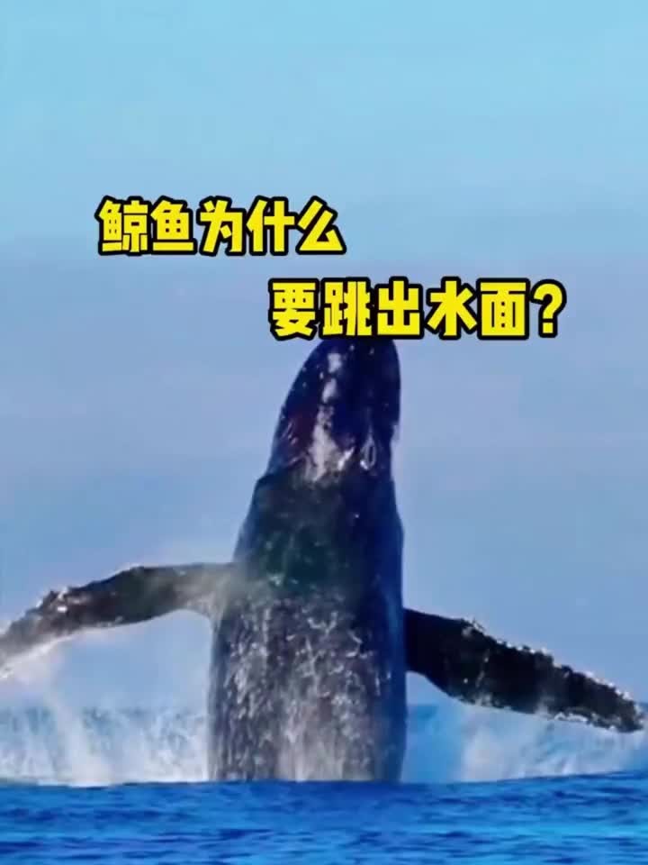 鲸鱼为什么要跳出水面？这可不仅仅是力量的展现