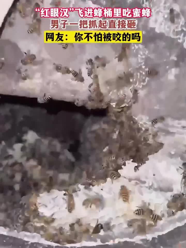 “红眼汉”飞进蜂桶里吃蜜蜂,男子一把抓起直接砸