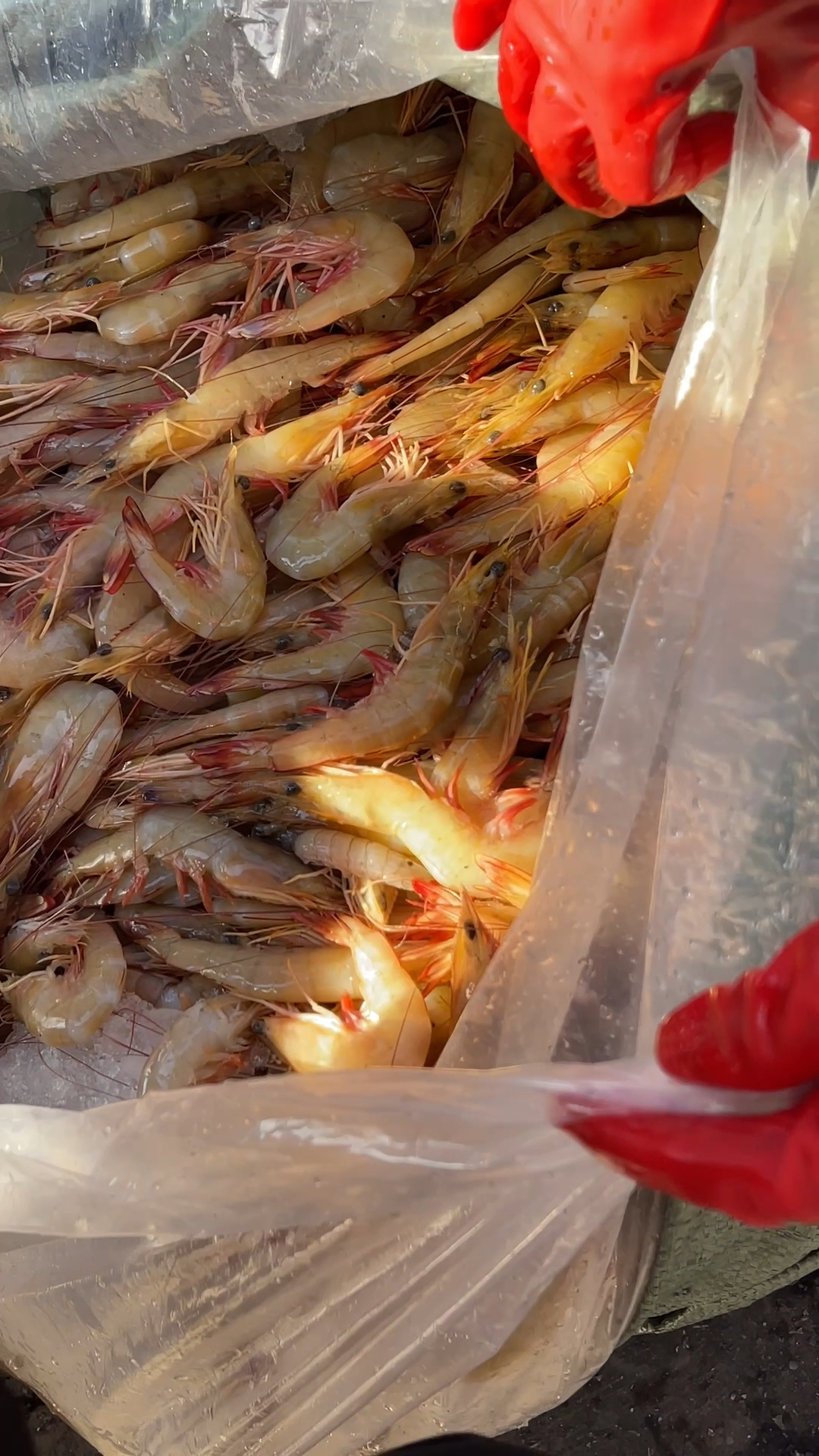 刚上岸的野生明虾太新鲜了