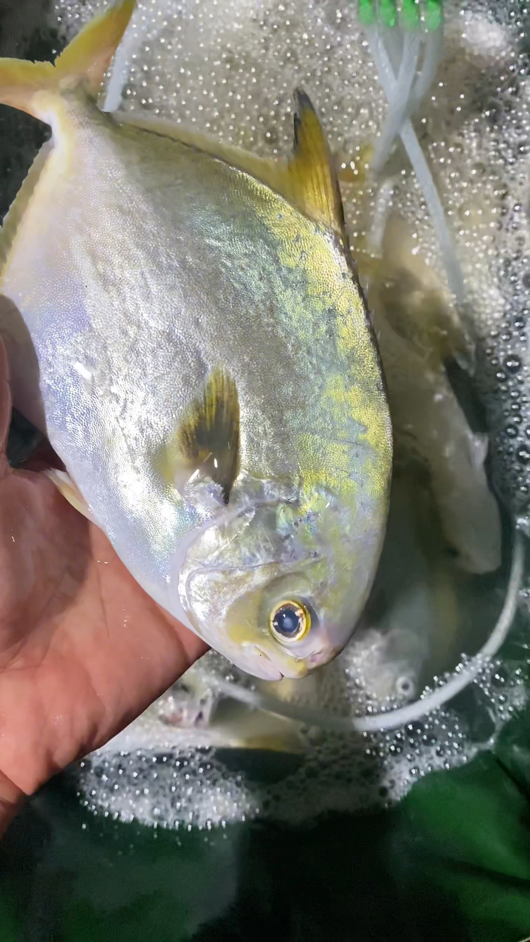 刚上岸的野生金昌鱼#海鲜 #源头好货 #好货分享