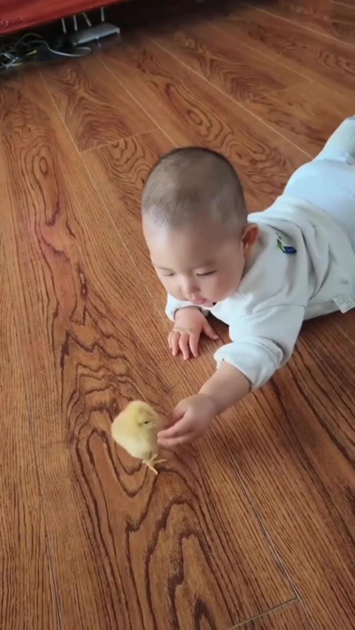 小孩逗小鸡