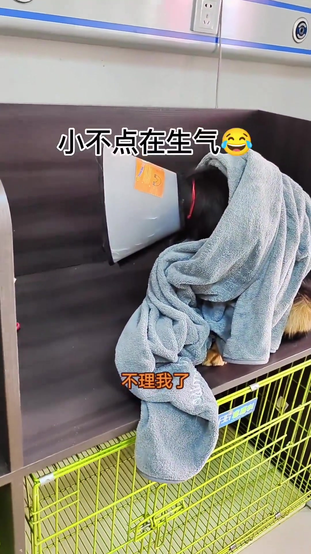 小狗狗还会生气呢,今天打小肌肉针,说什么不让护士碰