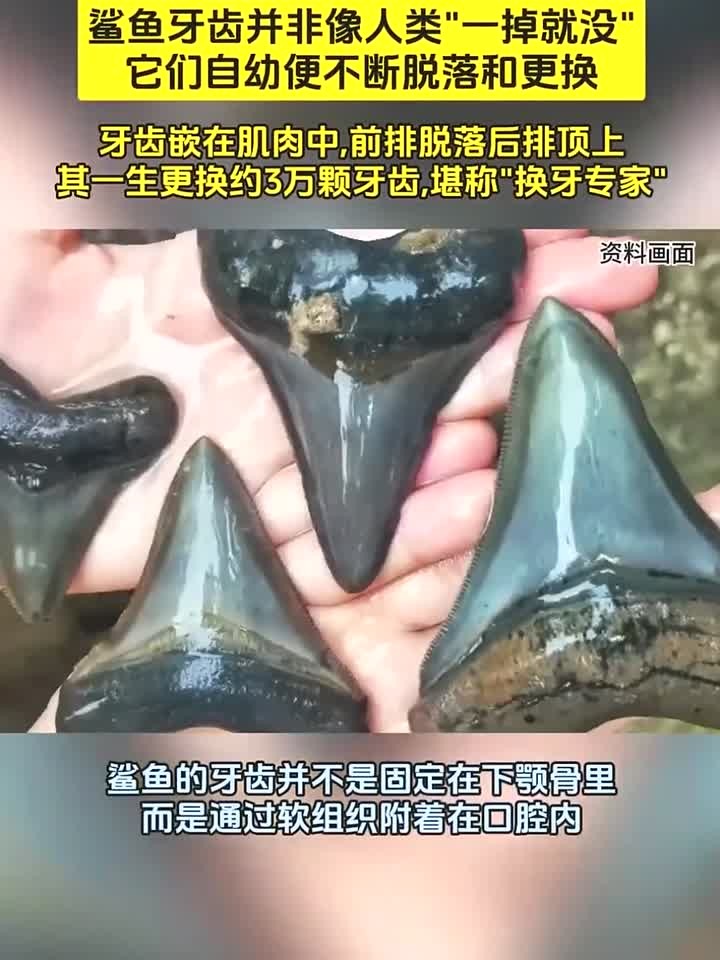 称霸海洋4亿年,终身“以牙还牙”!鲨鱼的牙齿究竟有什么秘密?