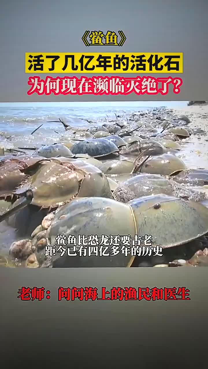 比恐龙还要古老的“鲎鱼”距今已有4亿多年厉害,现被诸多药厂抽取血液,渔民打捞,濒