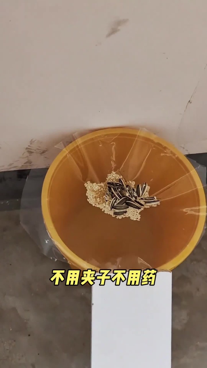 自制简易高效的捕鼠神器,老鼠来一个抓一个,一个空水桶就能搞定