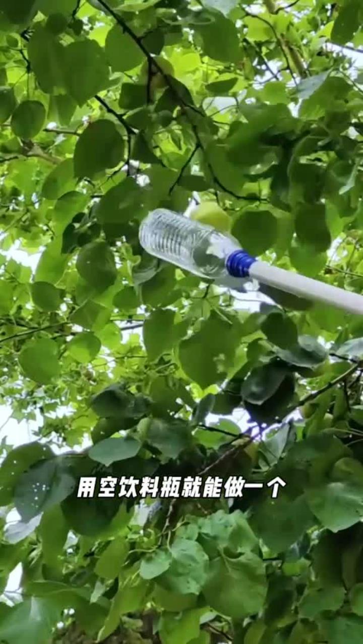 空水瓶摘水果:自制神器方便采摘