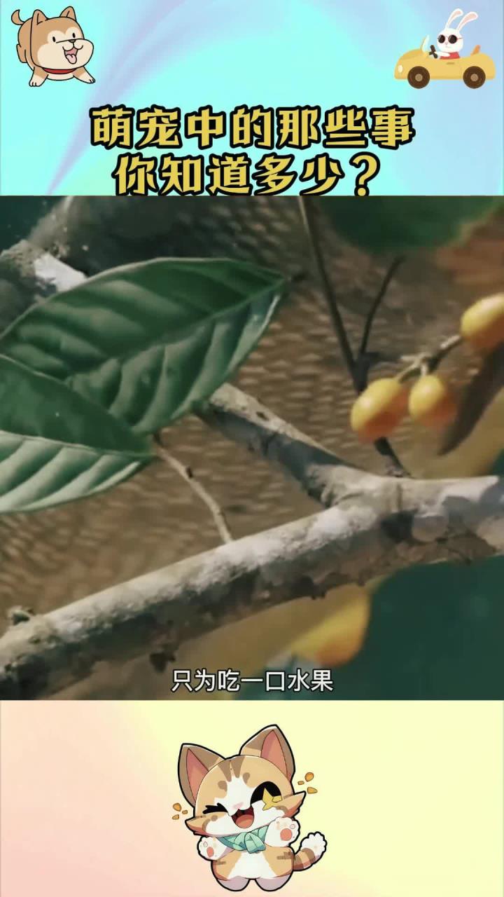 励志鱼儿：这个鱼儿为了吃水果真的是超级励志了！