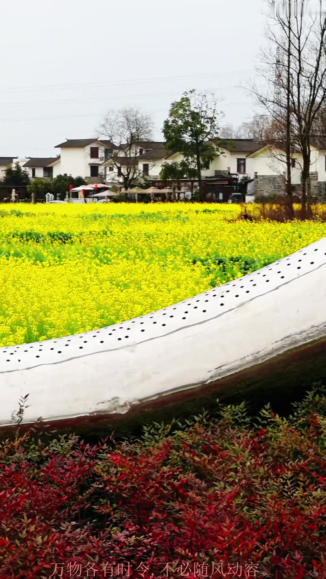 夏季旅游,成都第一波大面积油菜花海在崇州白头镇五星村盛开啦!