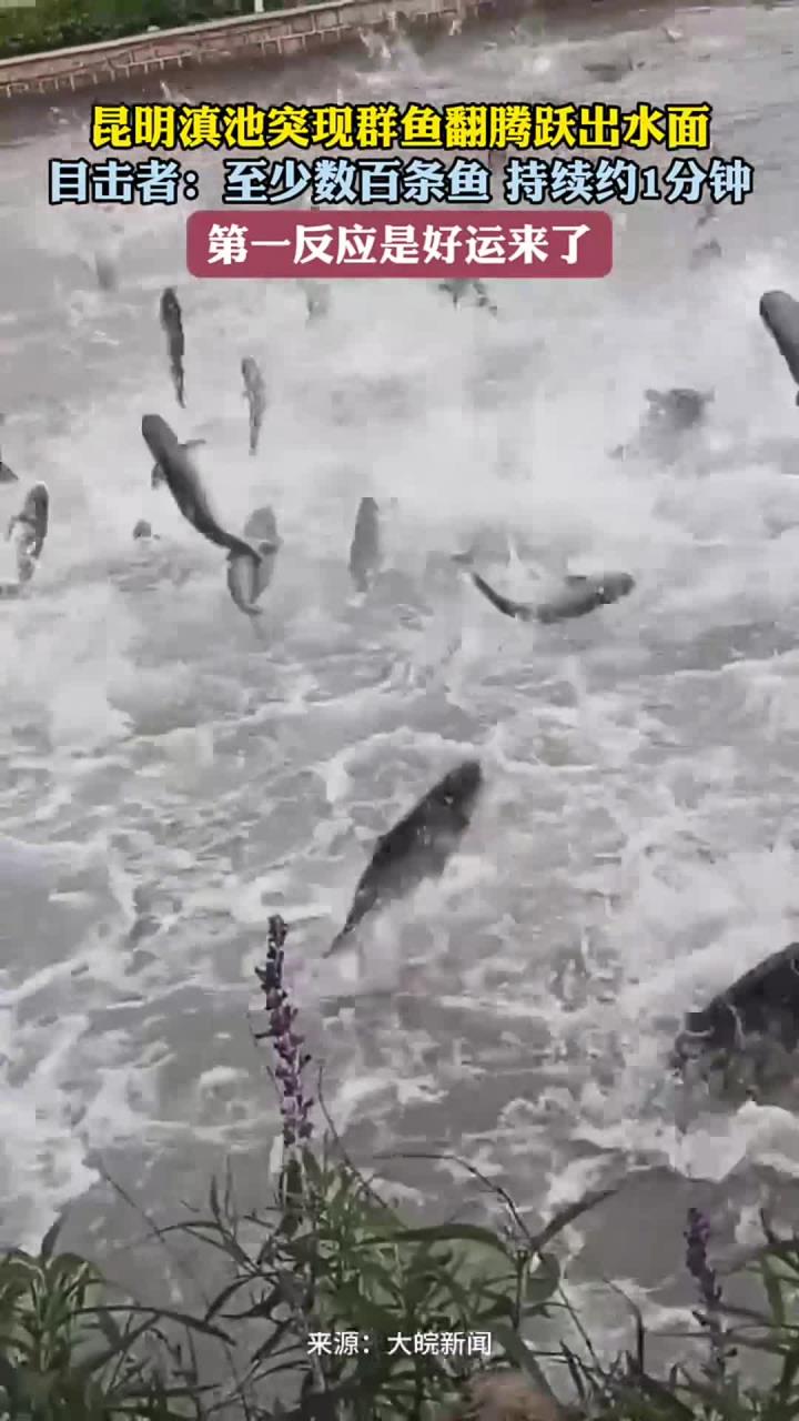 昆明滇池突现群鱼翻腾跃出水面 目击者：至少数百条鱼 持续了1分钟 第一反应是好运来了