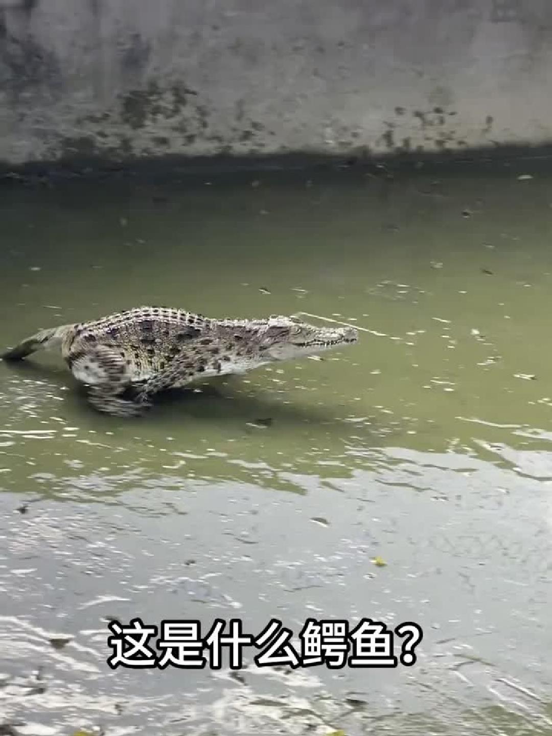 #科普#分享13种不同种类的鳄鱼，你都见过那几个呢？
