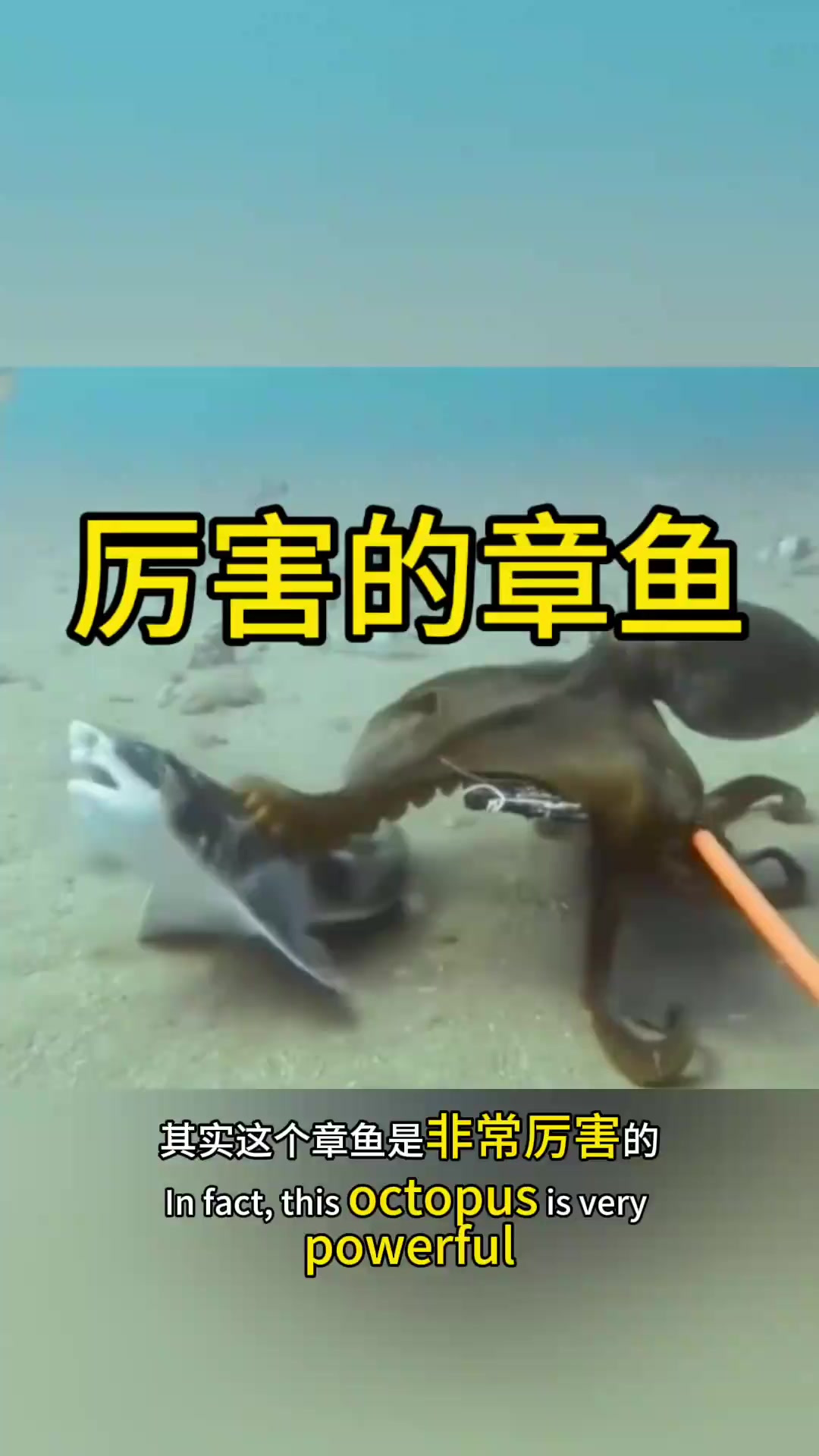 你还别说,这个章鱼还挺厉害的