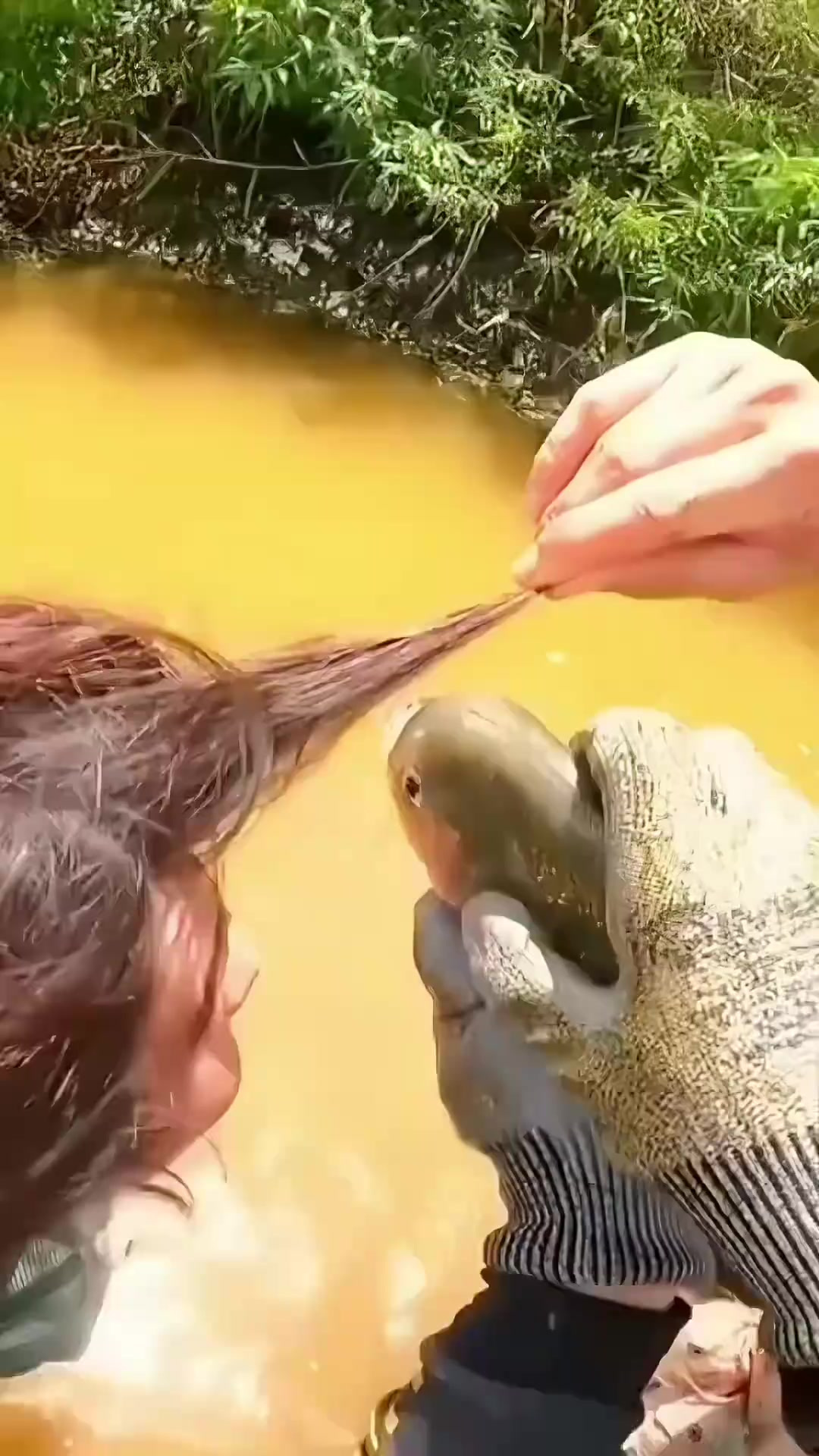 食人鱼的牙齿有多锋利