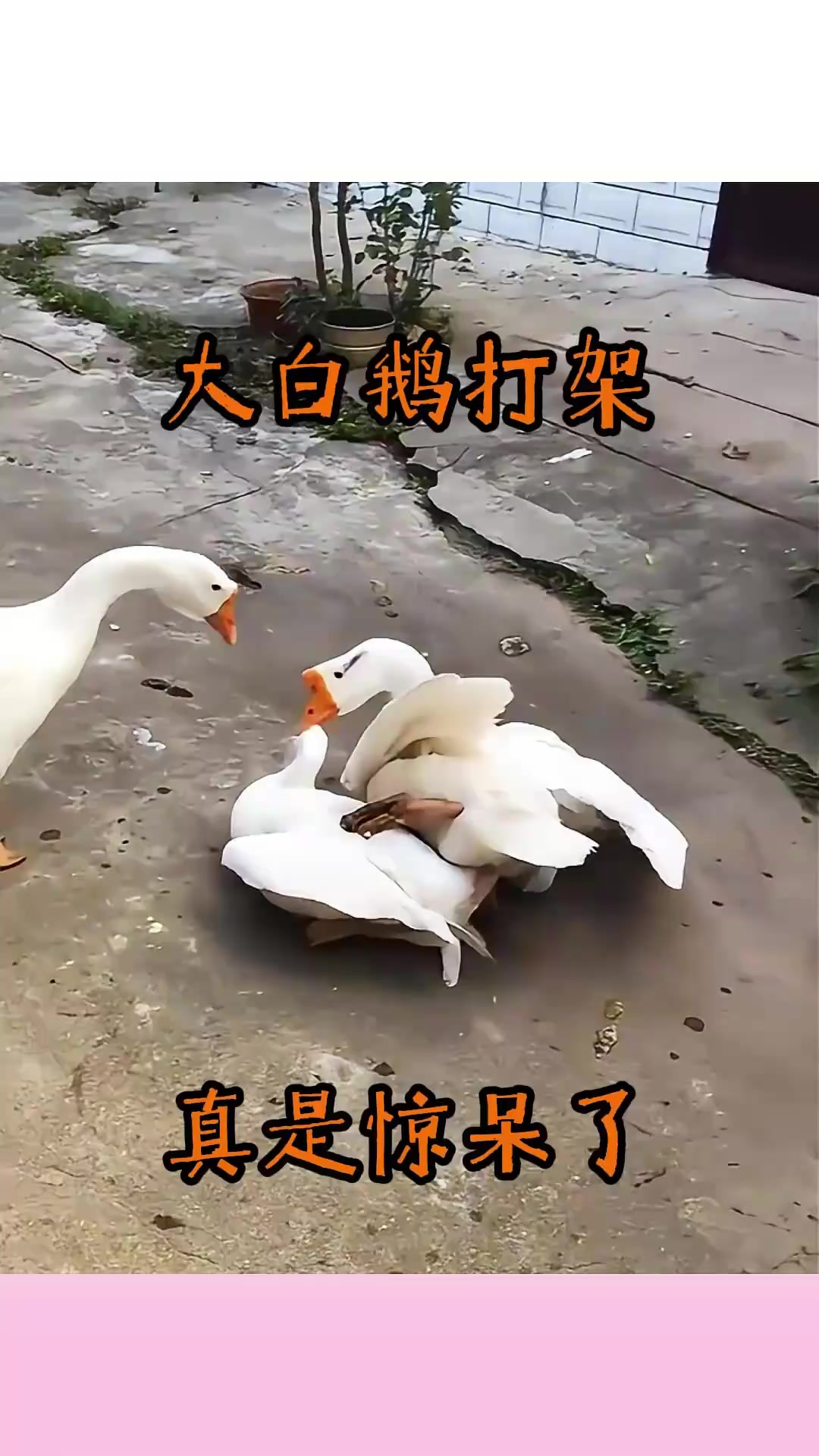 大白鹅打架,真是惊呆了!