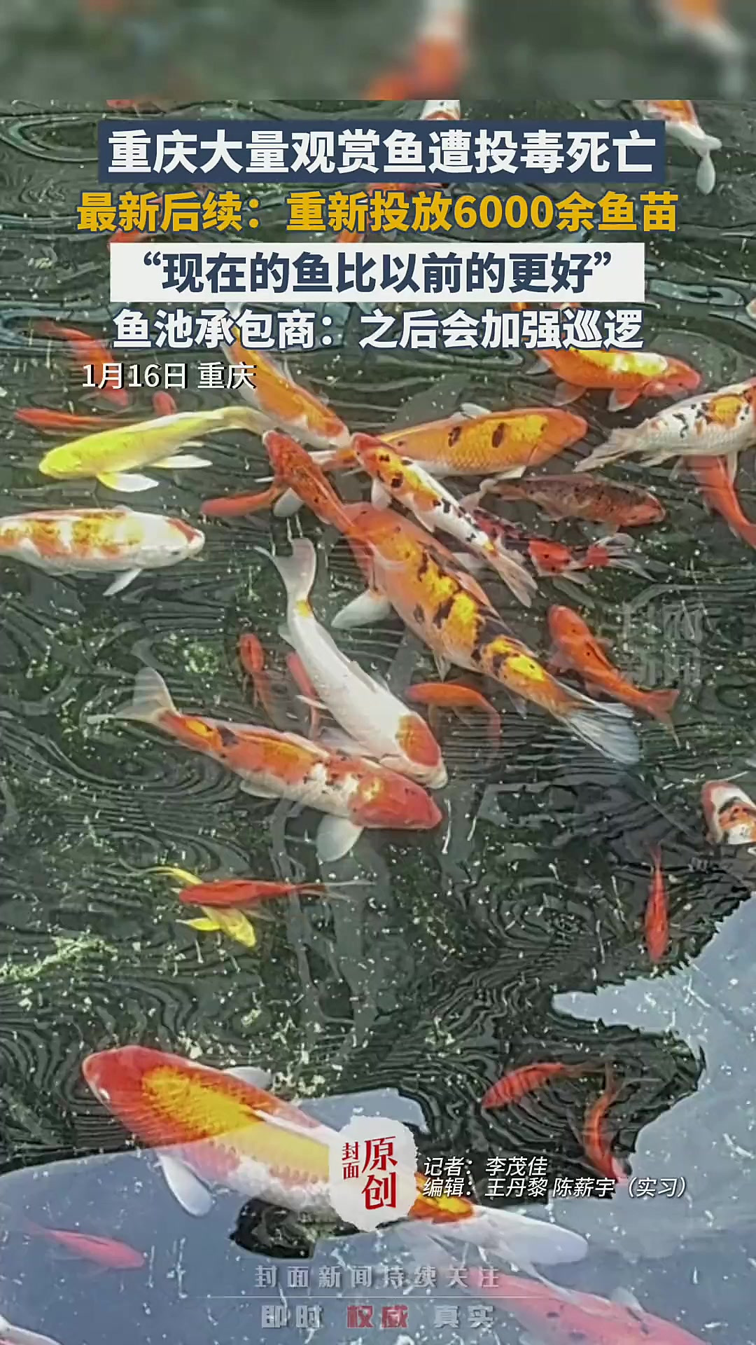 重庆观赏鱼遭投毒亡!重投6000鱼苗加强巡逻「法律解读」