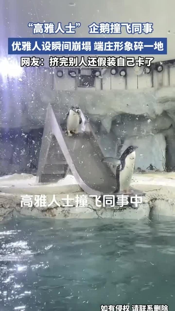 “高雅人士” 企鹅撞飞同事,优雅人设瞬间崩塌,端庄形象碎一地