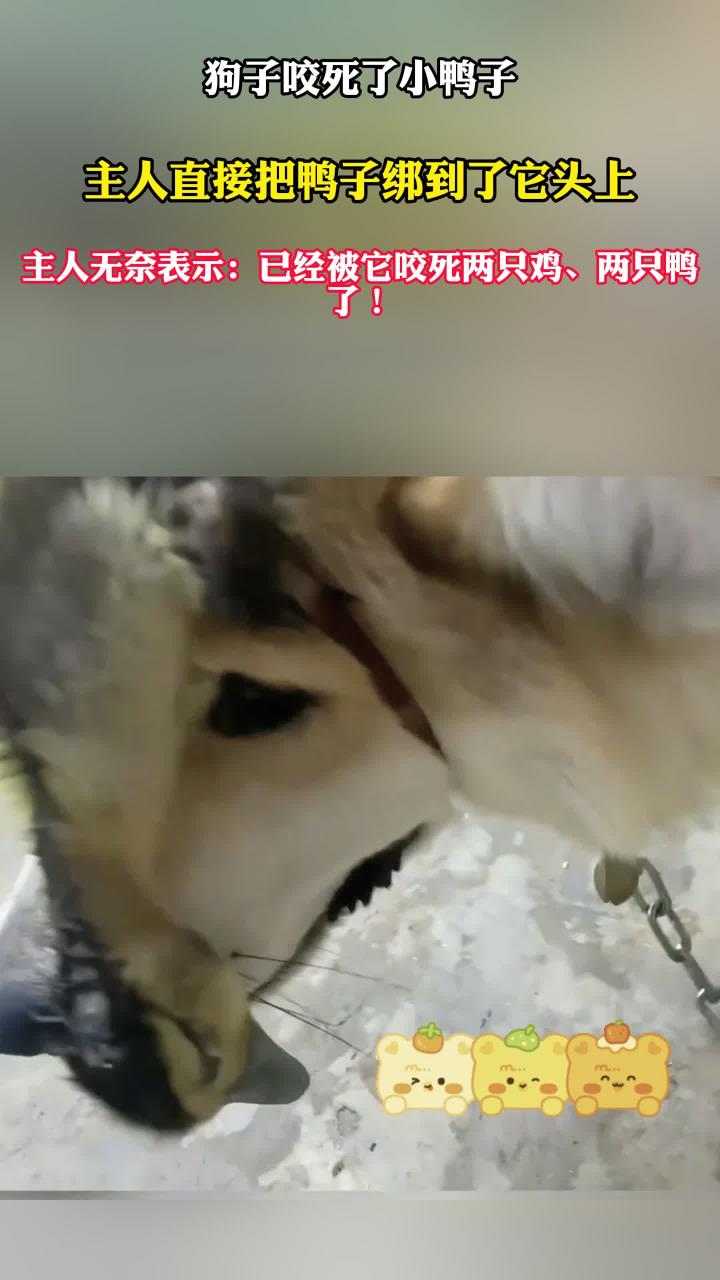 狗子咬死小鸭子,主人直接把鸭子绑在它头上,主人:已经死了两只鸡两只鸭了
