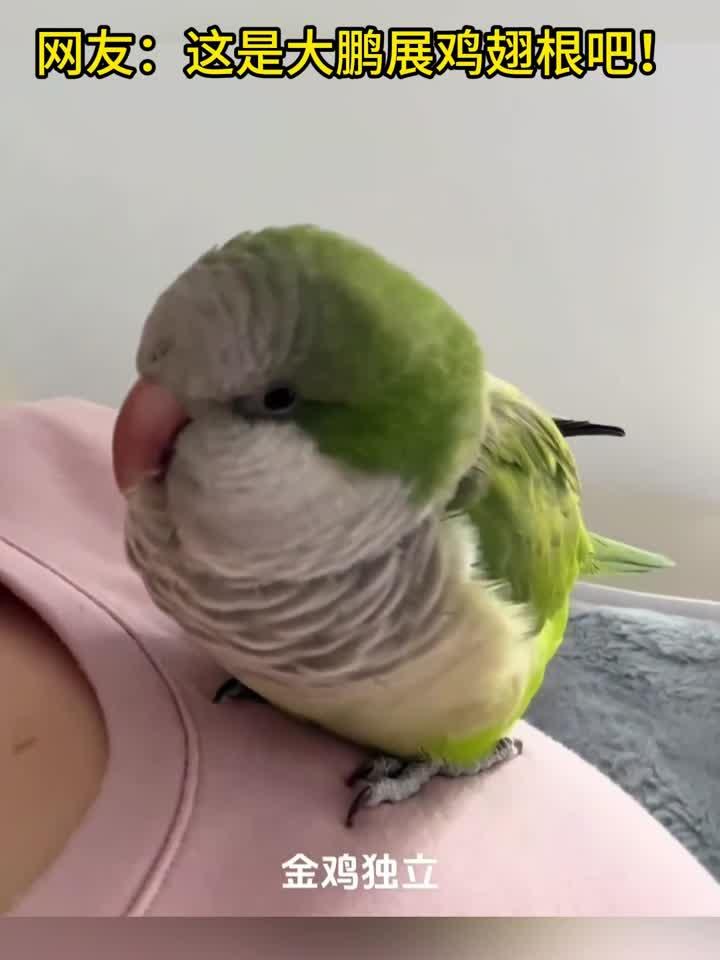 鹦鹉新技能满点!金鸡独立、大鹏展翅全会!