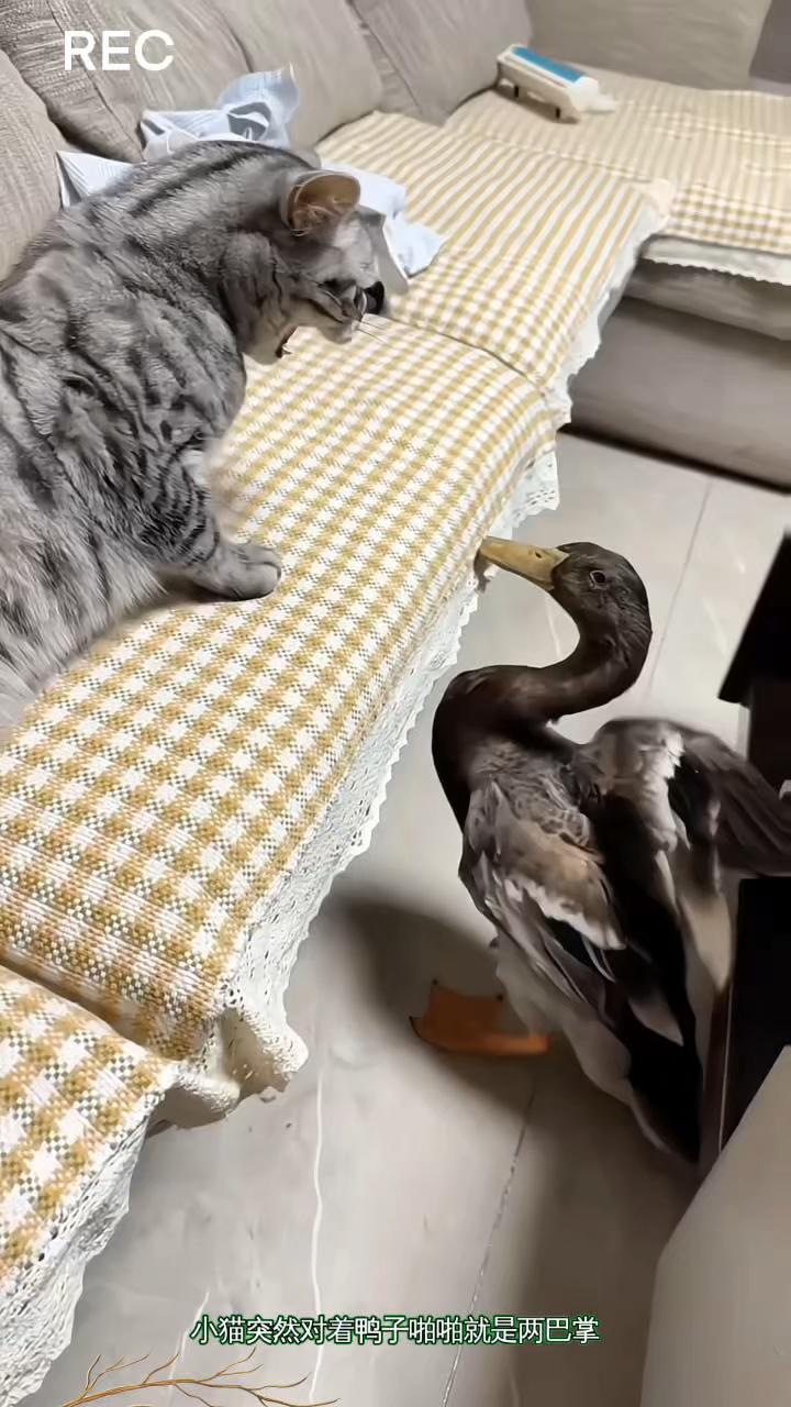惹怒的鸭子制服了小猫