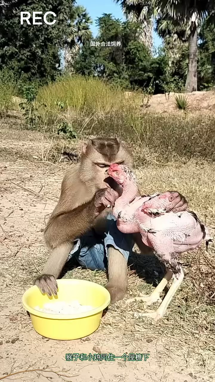 小鸡被猴子欺负成这样