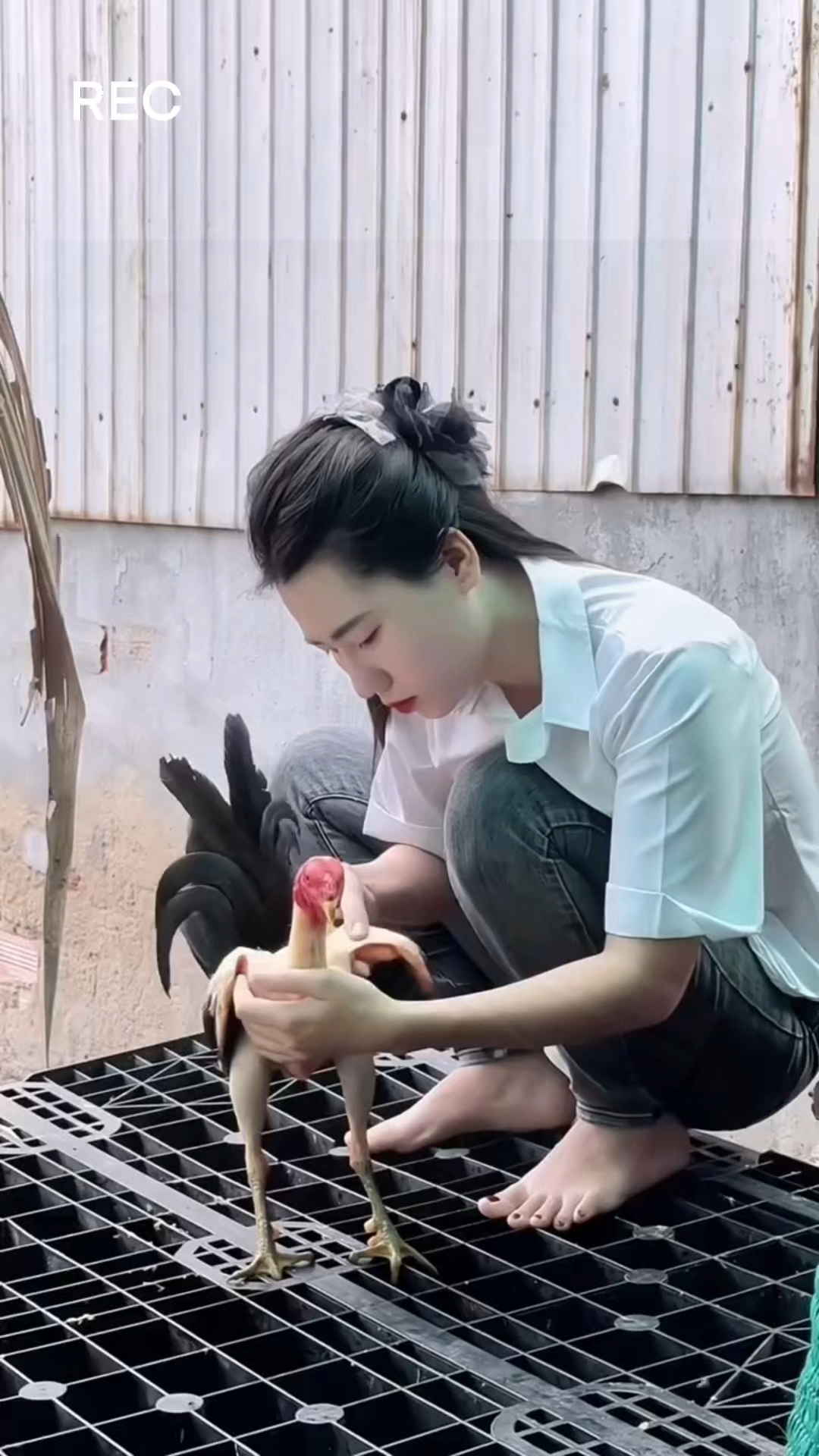 活活被拔光毛的鸡