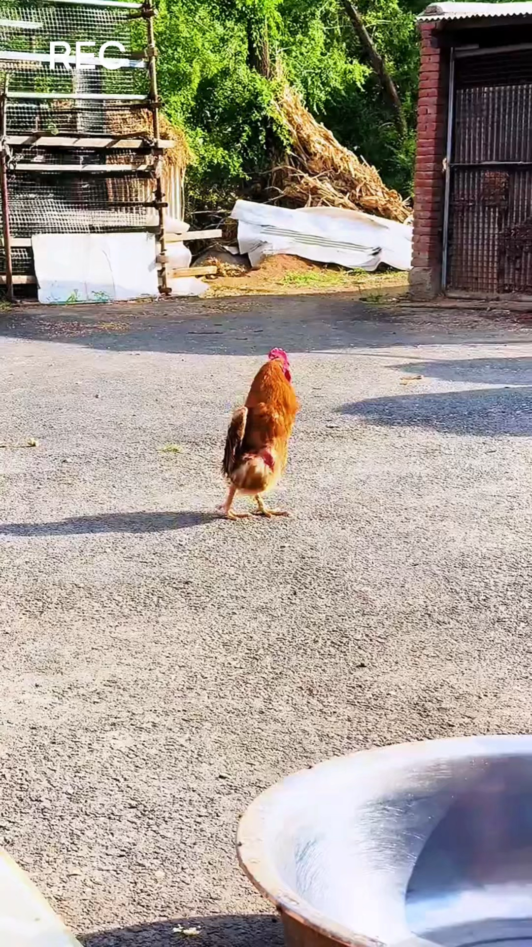 看到这场景忘了大公鸡几条腿