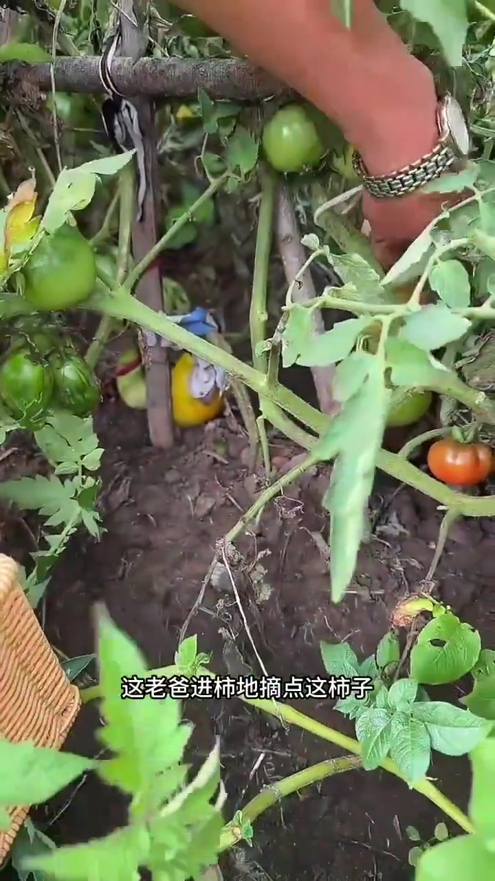 早上吃点玉米面条、好吃还省事,柿子鸡蛋卤走起