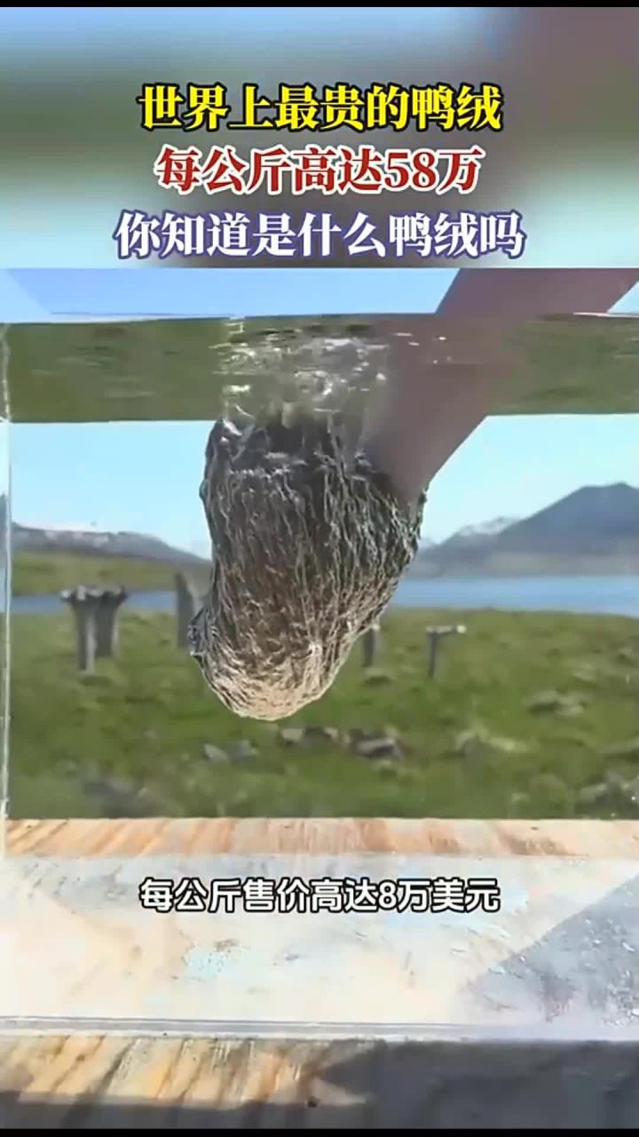 世界上最贵的鸭绒，每公斤高达58万，你知道是什么鸭绒吗