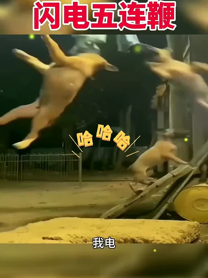 家里这一群小家伙,真的是非常招人喜欢!