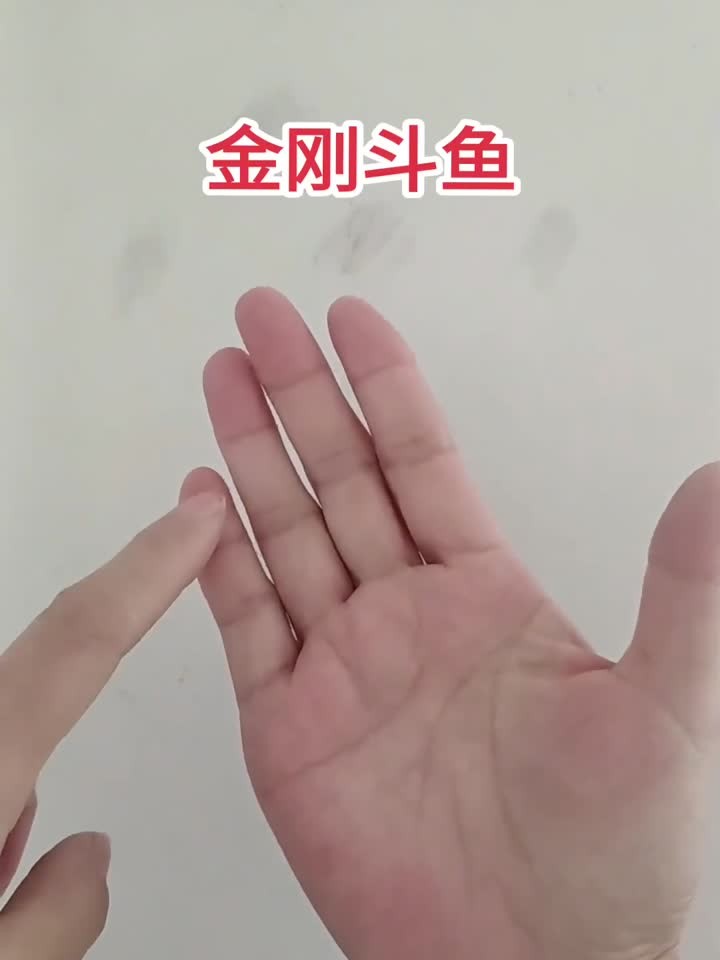 斗鱼打架有多狠?看金刚斗鱼如何捍卫领地