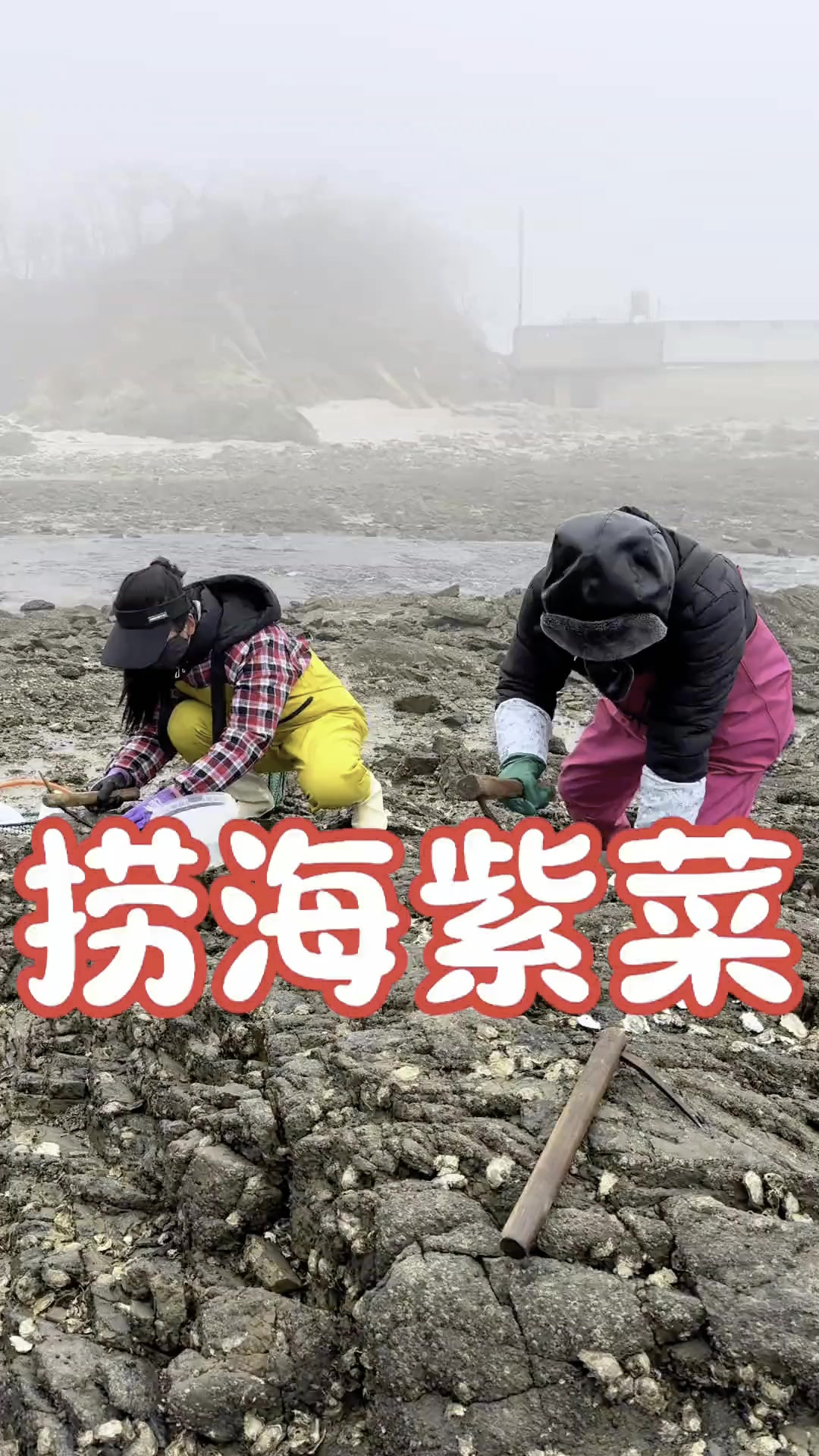 今天吃野生小海蛎紫菜汤配小霞妈妈烙的大饼子