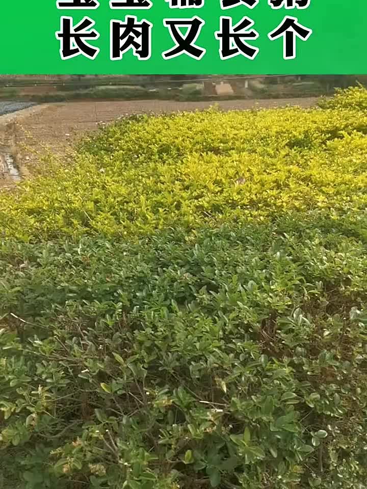 宝宝辅食粥神奇功效,助孩子长高又长壮