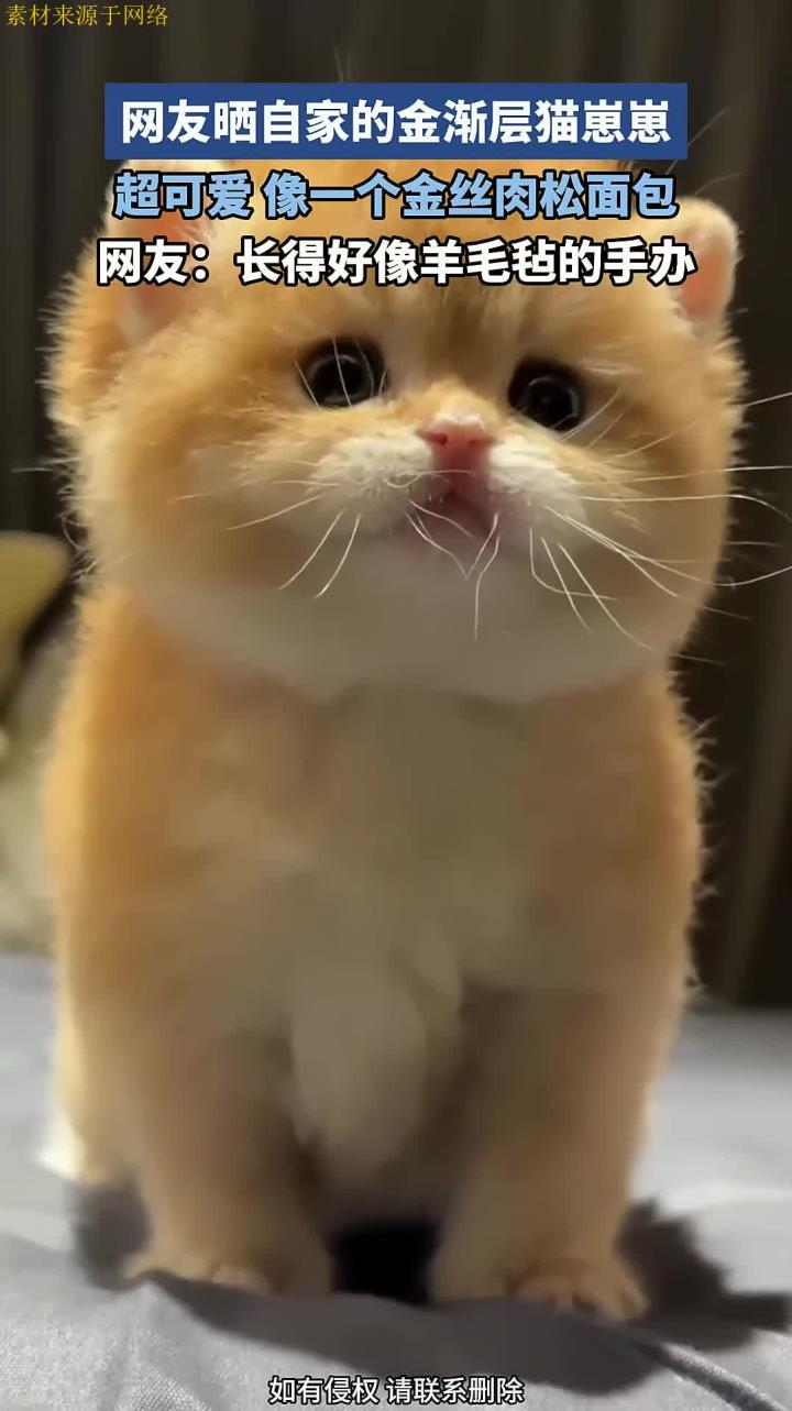 网友晒自家的金渐层猫崽崽,超可爱,像一个金丝肉松面包