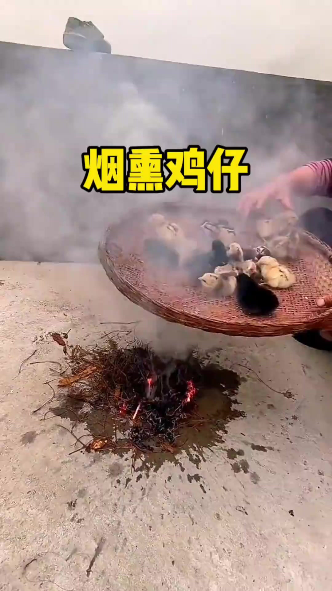 为什么小鸡仔要用烟熏,难道有什么说法吗